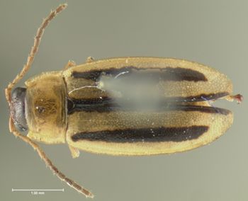 Media type: image;   Entomology 5025 Aspect: habitus dorsal view